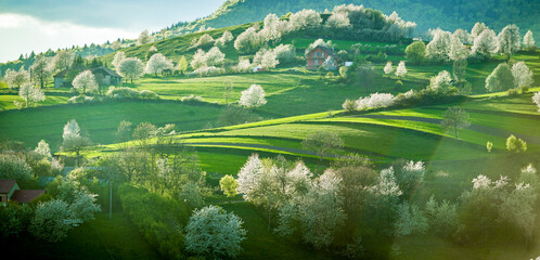 Spring Slovakia landscape. Nature fields with blooming cherries. Unique ecological land management. Polana region, Hrinova, Slovakia Europe. © Zedspider