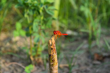 Red dragonfly picture beautiful pictures close up on plant leaf, animal insect macro, nature garden park background