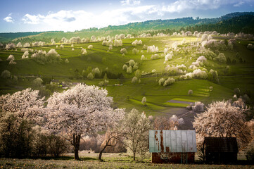 Spring Slovakia landscape. Nature fields with blooming cherries. Unique ecological land management. Polana region, Hrinova, Slovakia Europe. © Zedspider