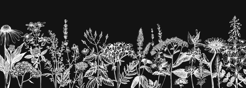 Hand-drawn medicinal herbs banner design on a chalkboard. Wildflower, weed and meadow sketches. Vintage summer plants template.  Herbs outlines