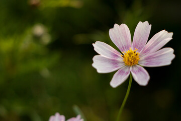 Obraz premium pink cosmos flower
