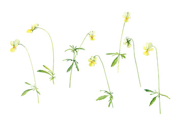 Set of watercolor wild forest violets flowers