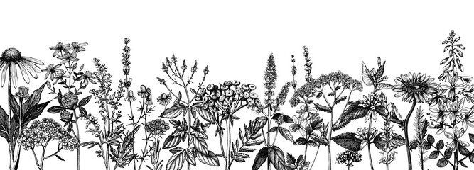 Hand drawn medicinal herbs banner design. Vector flowers, weeds and meadows sketches. Vintage summer plants template. Botanical background with floral elements in engraved style. Herbs outlines - obrazy, fototapety, plakaty