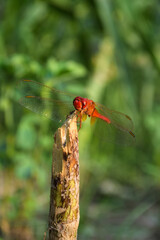 Red dragonfly picture beautiful pictures close up on plant leaf, animal insect macro, nature garden park background