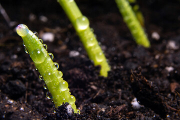 sprouts of corn sown in rows, against the background of soil