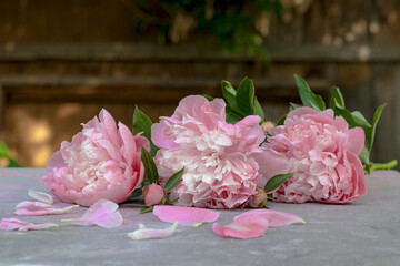 Three pink peonies on gray table with blurred background