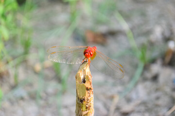 Red dragonfly picture beautiful pictures close up on plant leaf, animal insect macro, nature garden park background