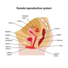 Female reproductive system with main parts labeled. Sagittal section. Medical vector illustration in flat style on white background.