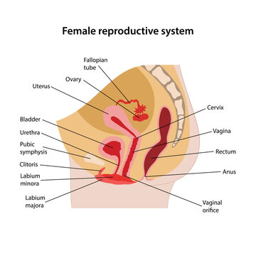 Female reproductive system with main parts labeled. Sagittal section. Medical vector illustration in flat style on white background.