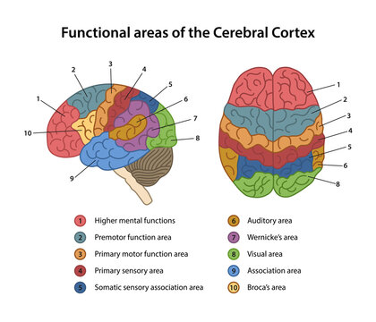 Functional areas of the Cerebral Cortex with labeled. Lateral and superior view of cerebrum. Color diagram. Vector illustration in flat style isolated on white background.