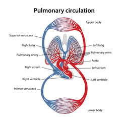 Circulation of blood. Diagram of pulmonary circulation. Vector illustration of great and small circles of blood circulation in flat style isolated on white background. - obrazy, fototapety, plakaty