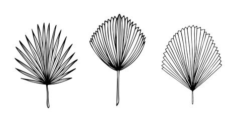 Set of exotic tropical palm leaves, hand-drawn in a doodle for elegant design of ornaments, patterns. Vector hand drawn set of various silhouette leaves in outline technique on the white background.