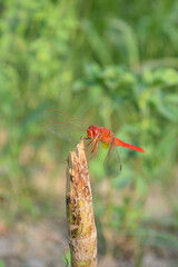 Red dragonfly picture beautiful pictures close up on plant leaf, animal insect macro, nature garden park background