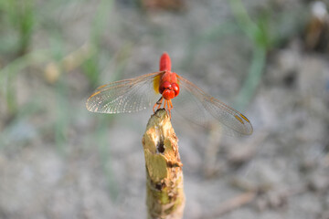 Red dragonfly picture beautiful pictures close up on plant leaf, animal insect macro, nature garden park background
