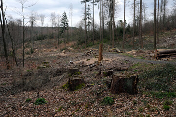 Abgeholzter Wald nach Trockenheit und Borkenkäferbefall in Deutschland nach Frühjahrsdürre im Mai 2020 - Stockfoto