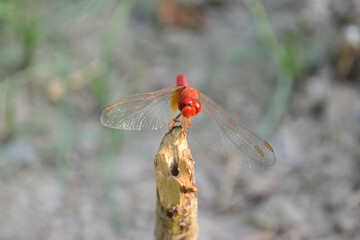 Red dragonfly picture beautiful pictures close up on plant leaf, animal insect macro, nature garden park background