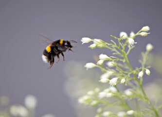 Hummel fliegt auf Blume zu