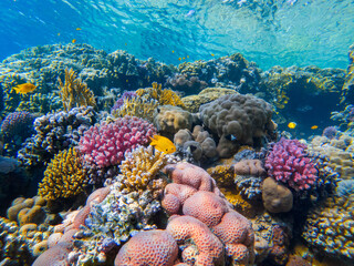 colorful corals and exotic fishes at the bottom of the red sea. beautiful natural summer background