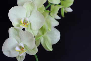 Naklejka na ściany i meble white orchid on black background. Phalaenopsis orchid, white-yellow flowers . 