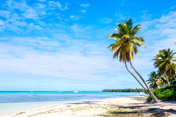 Palm trees on the caribbean tropical beach. Saona Island, Dominican Republic. Vacation travel background