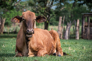 Vaca marrón