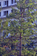 Fototapeta premium Ghost town in Eastern Europe.Former Soviet kids camp.Ukraine gets rid of the consequences of communism. Ruins. Kiev Region,Ukraine