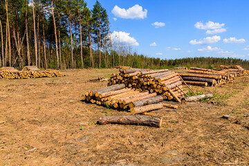 Stacked tree logs of pine wood in the forest. Forest felling. Timber storage