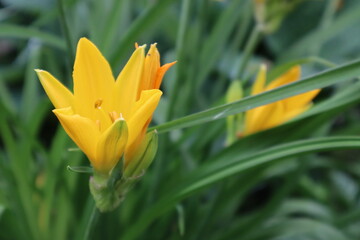 Naklejka premium Orange lily flower in the garden