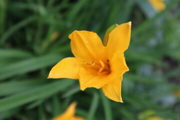 Orange lily flower in the garden