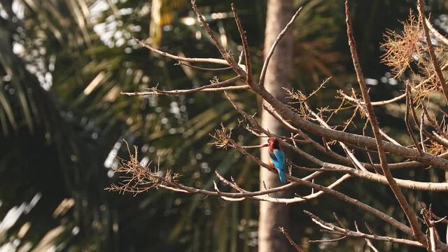 Goa, India. White-throated Kingfisher Sitting On Branch.