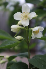 Obraz na płótnie Canvas Jasmine flowers in the garden