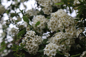 White Spirea Flowers in the Garden