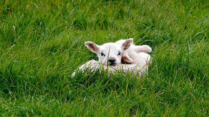 New born lambs resting in a field of grass