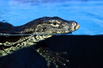 Varanus salvator or water monitor swimming in pond
