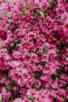 bougainvillea flowers purple bush or buganvilla, bugambilia, bunga kertas, Napoleon, Santa Rita or Papelillo