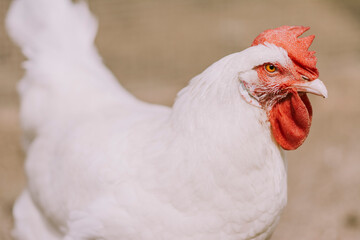 Friendly white hen in a ecological farm