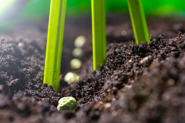 pea seeds sown in rows in a field