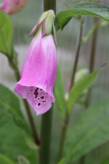 Digitalis purple flower in the garden