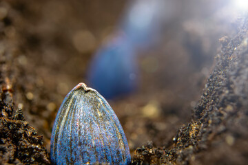 sowing sunflower seeds in the ground in early spring