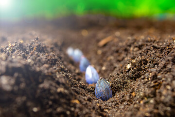 sowing sunflower seeds in the ground in early spring