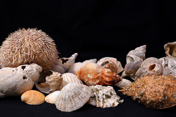 Seashells against a black background