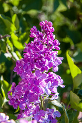 Obraz premium Lilac. Spring, flowers. Flowering tree.