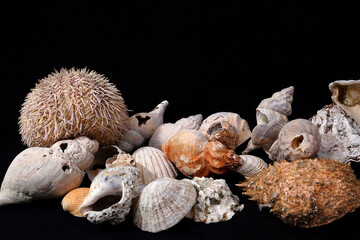 A collection of seashells isolated on a black background
