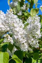 White lilac. Snow-white flowers. Flowering tree.