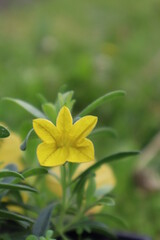 Outsidepride Yellow Calibrachoa Flower