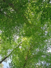 Fototapeta premium Grüner Wald