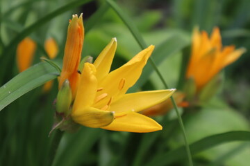 Orange lily flower in the garden