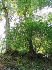 Baum im Wald