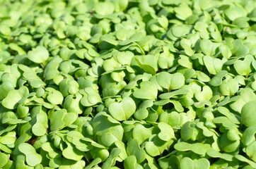 Young shoots of white mustard (Lat. Sinapis alba) close-up