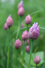 Buds of decorative onions in the meadow